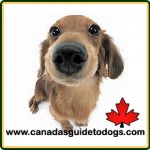 Canada's Guide to Dogs