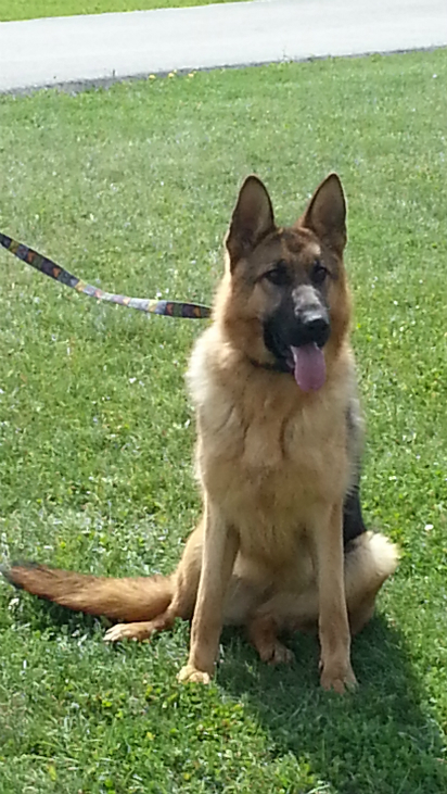 kai new - Summerview German Shepherds