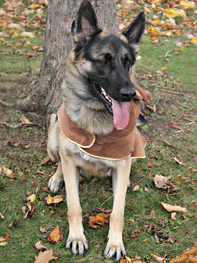 German Shepherd Sasha