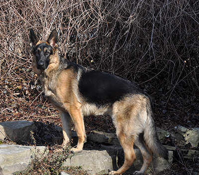 German Shepherd Dog - Zeus